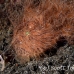 frogfish_hairy_ta_hsb_r_h_0278_kom5266.jpg